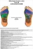 2 Poster di Riflessologia del Piede a colori — Poster