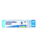 Lachnanthes Tinctoria 9CH Granuli Boiron