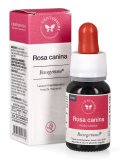 Rosa Canina - Basegemmo