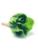 Semi di Cicoria Grumolo Verde Bio