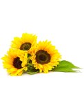 Semi di Girasole Ribeyrolles Bio