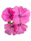 Semi di Lavatera Bio