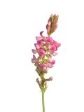 Semi di Lupinella da Sovescio per Api