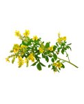 Semi di Melilotus Officinalis Bio