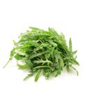 Semi di Rucola Selvatica Bio