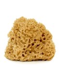 Spugna di Mare Lavata - "Arcipelago"