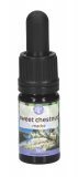 Sweet Chestnut - Soluzione Madre